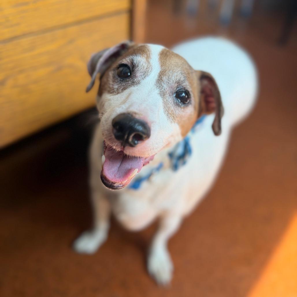Jake, a Adoptable Jack Russell Terrier in Perkiomenville, PA image 4/6