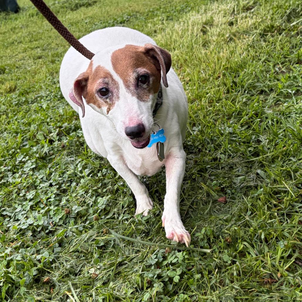 Jake, a Adoptable Jack Russell Terrier in Perkiomenville, PA image 5/6