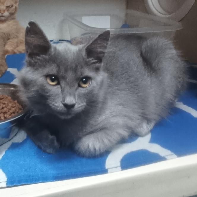 Enlarge Dime, a Adoptable Domestic Short Hair in Yuma, AZ image 1/1