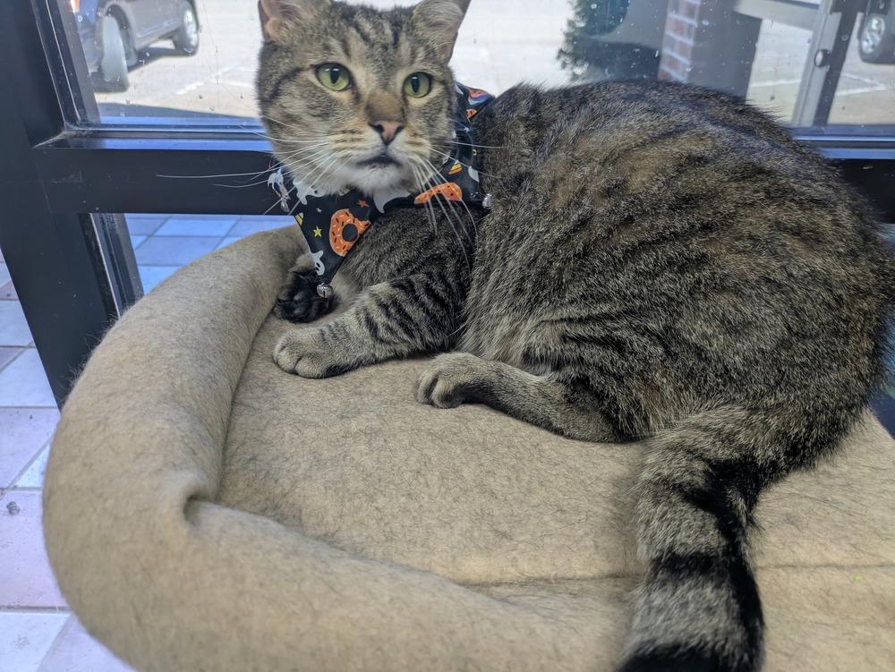 Enlarge Pichu, a Adoptable Domestic Short Hair in Raleigh, NC image 1/3