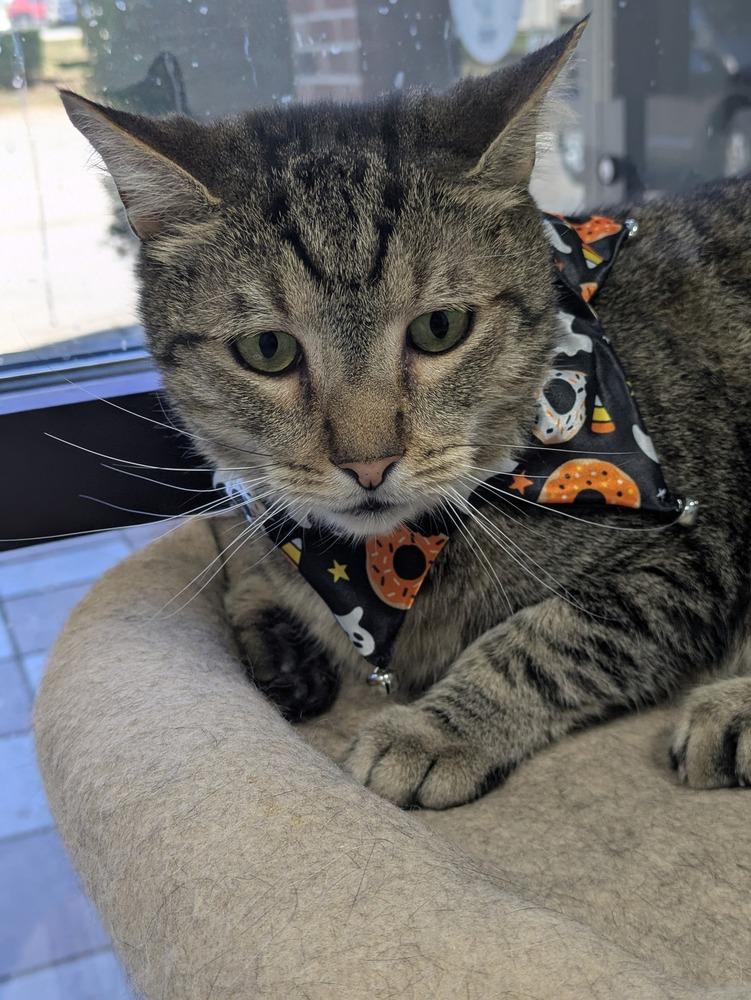 Enlarge Pichu, a Adoptable Domestic Short Hair in Raleigh, NC image 2/3