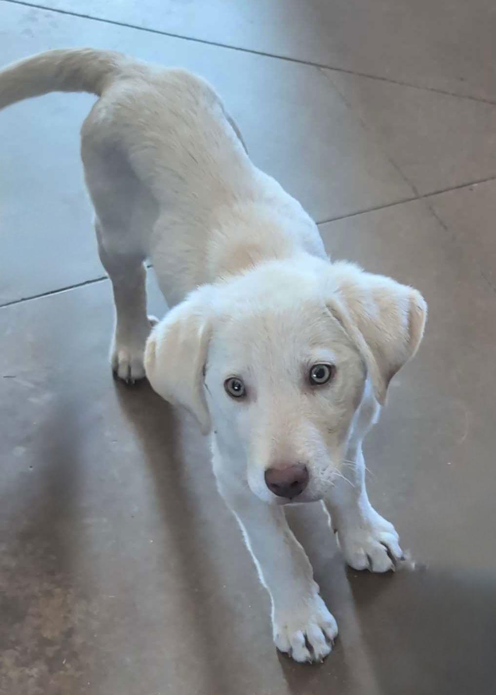 Enlarge Colden, a Adopted Labrador Retriever in Fort Worth, TX image 1/3