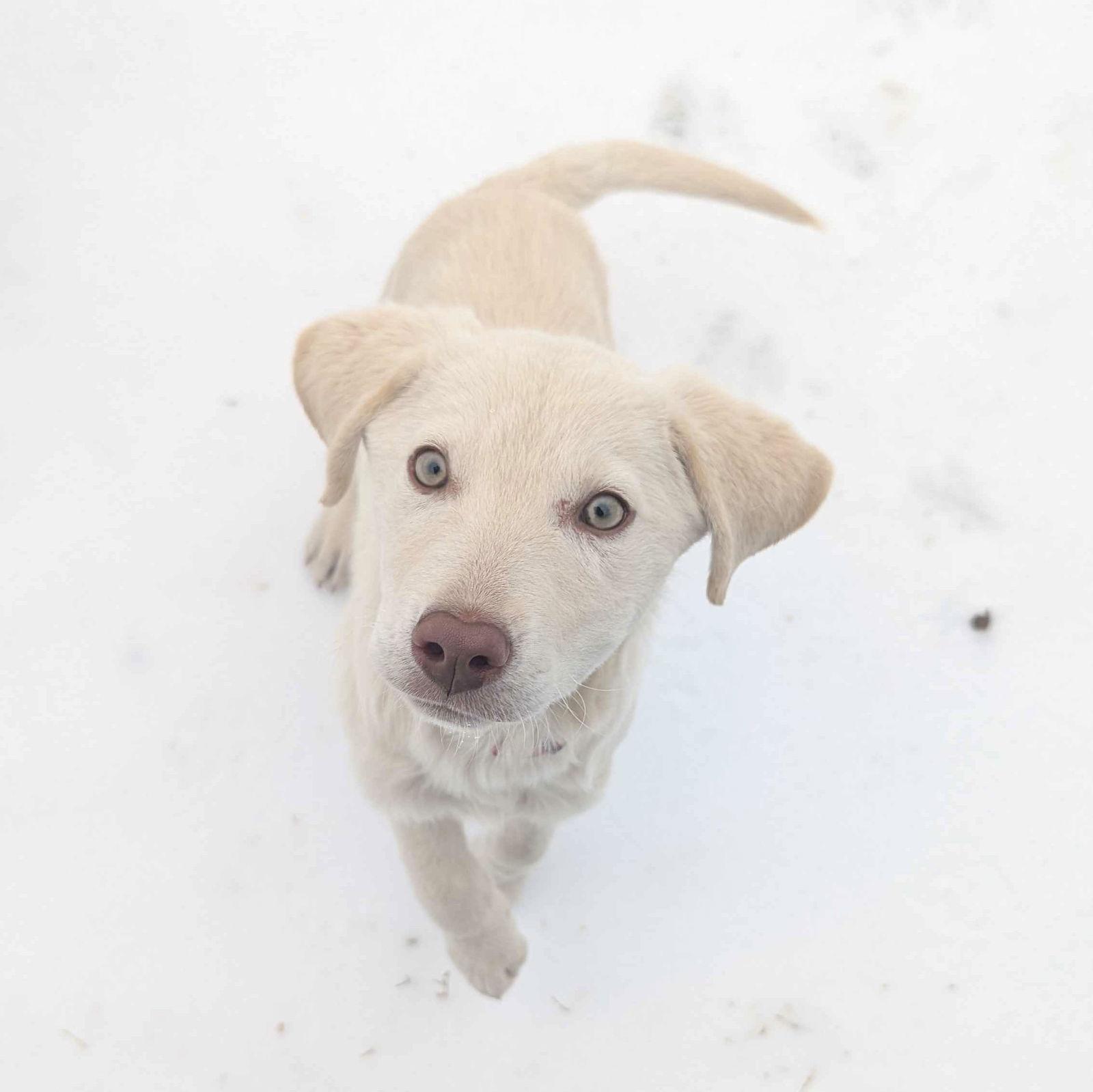 Enlarge Colden, a Adopted Labrador Retriever in Fort Worth, TX image 2/3