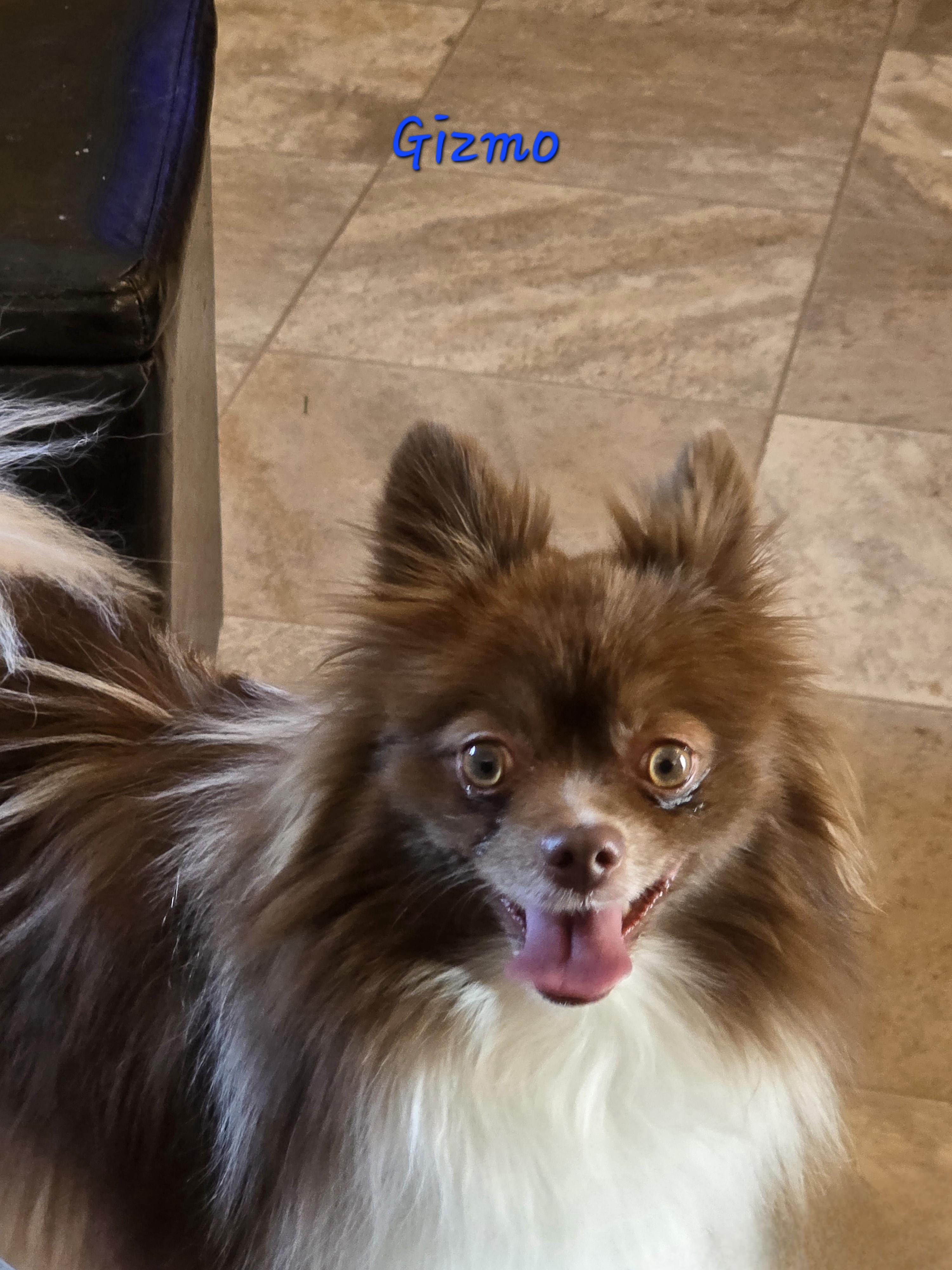 Gizmo, adopted, Young Male Pomeranian.