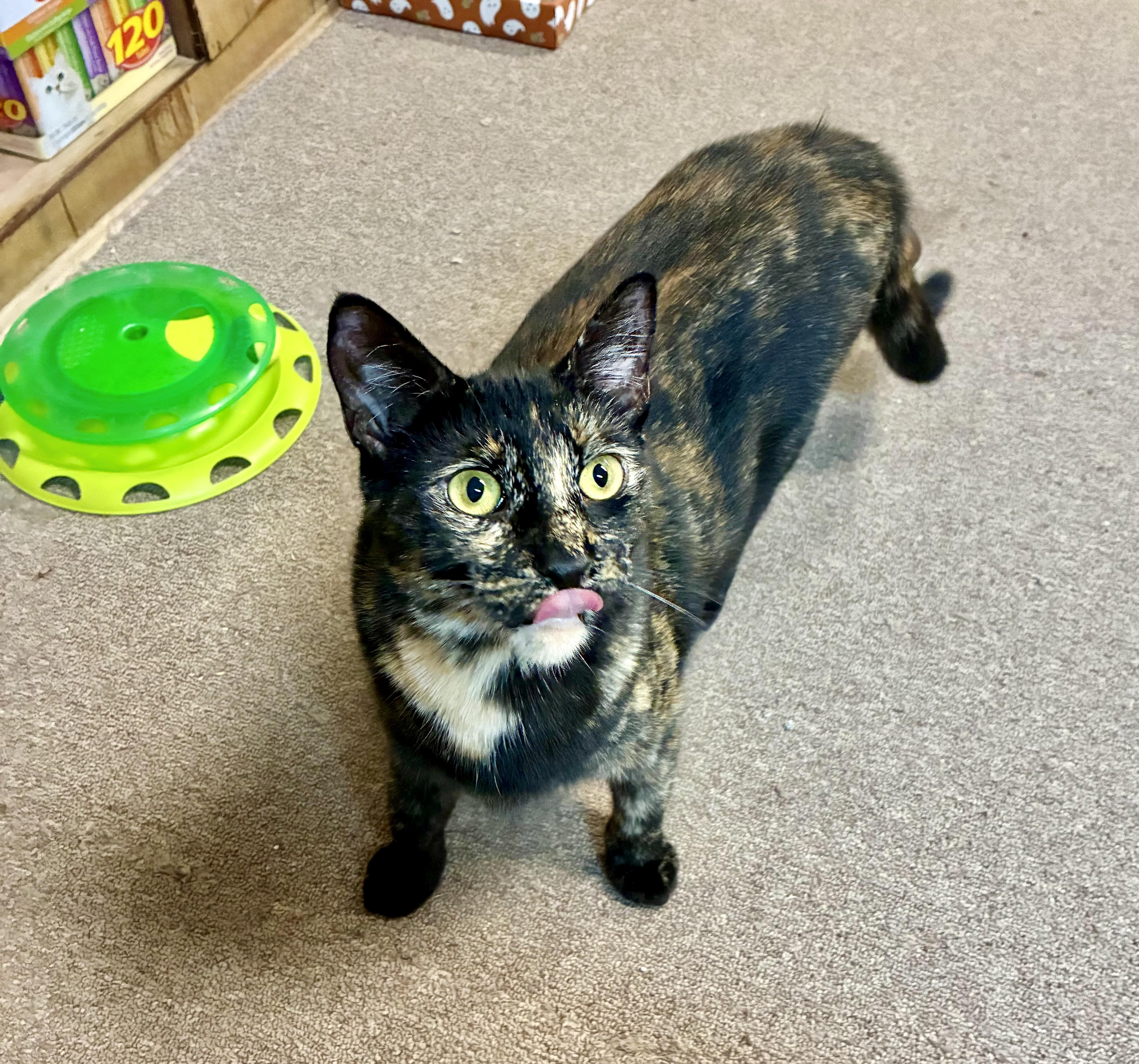 Maple, a Adoptable Tortoiseshell in River Edge, NJ image 2/6