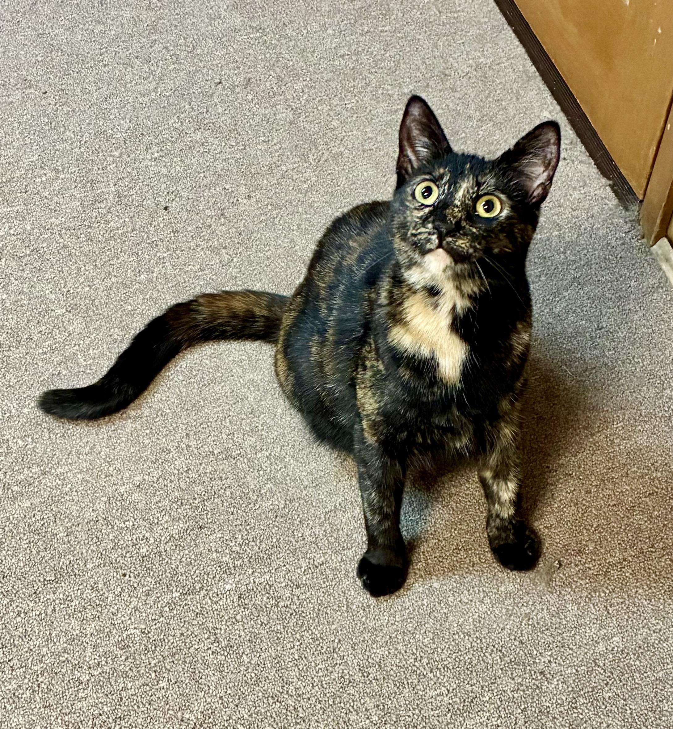 Maple, a Adoptable Tortoiseshell in River Edge, NJ image 3/6