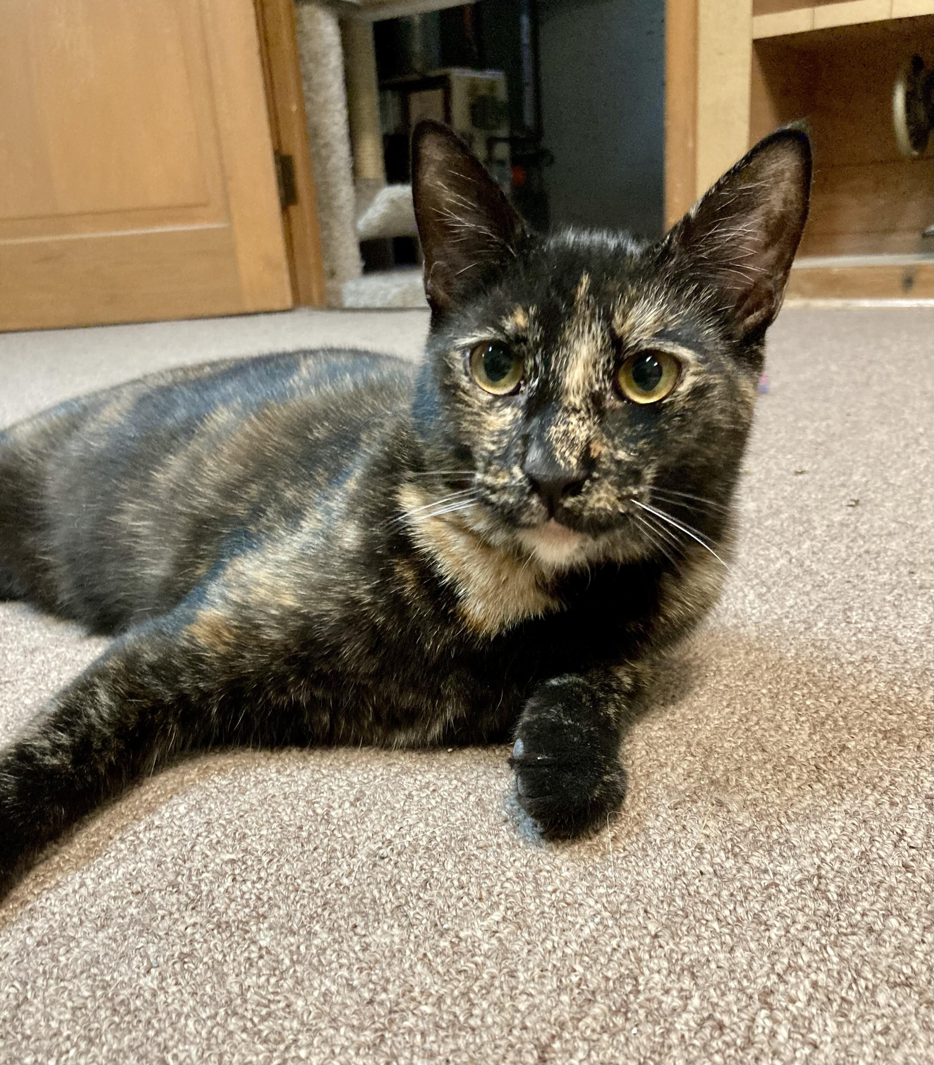 Maple, Adoptable, Young Female Tortoiseshell.