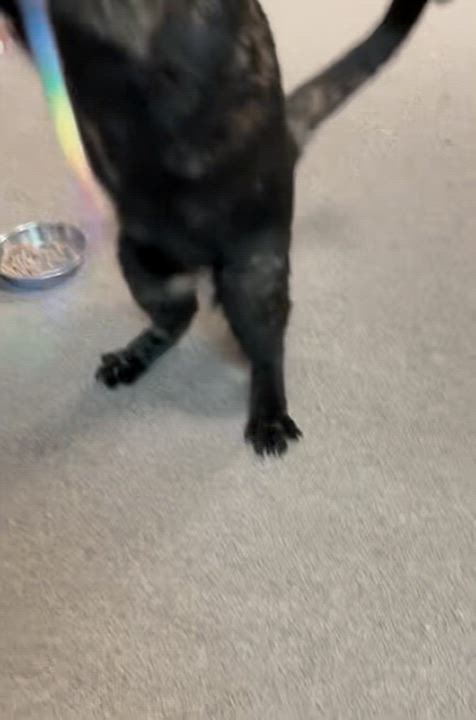 Enlarge Maple, a Adoptable Tortoiseshell in River Edge, NJ video 6/6