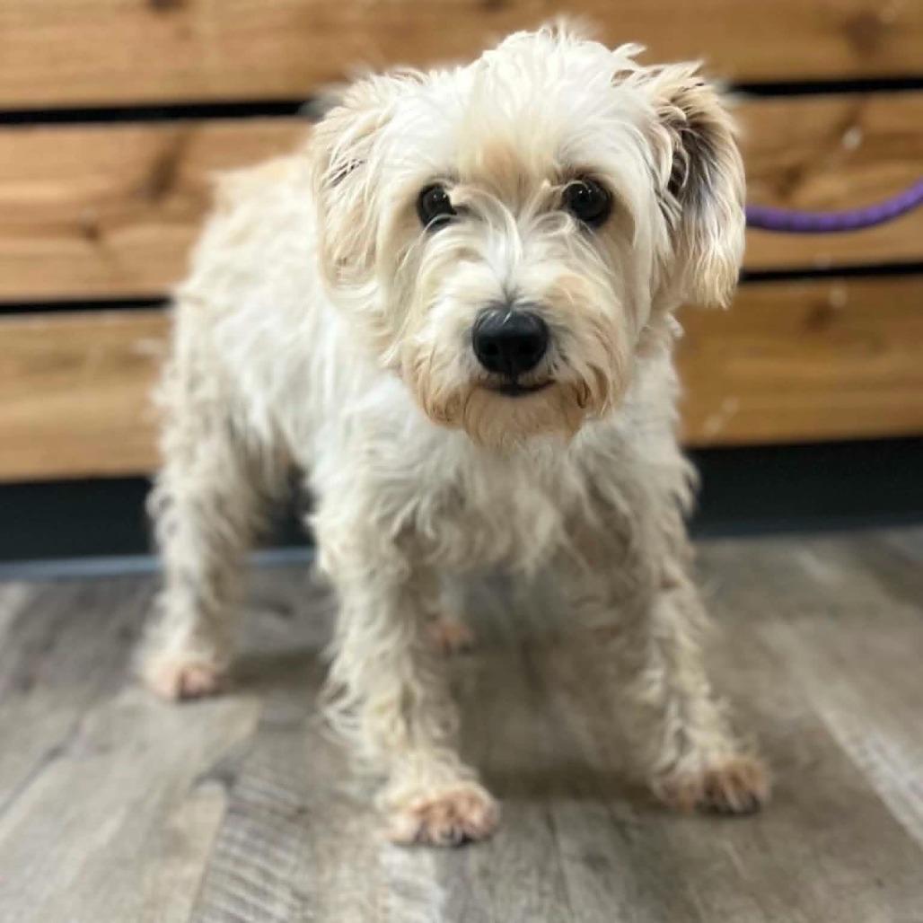 Enlarge Birdie, a Adoptable Miniature Schnauzer in Wadena, MN image 1/5