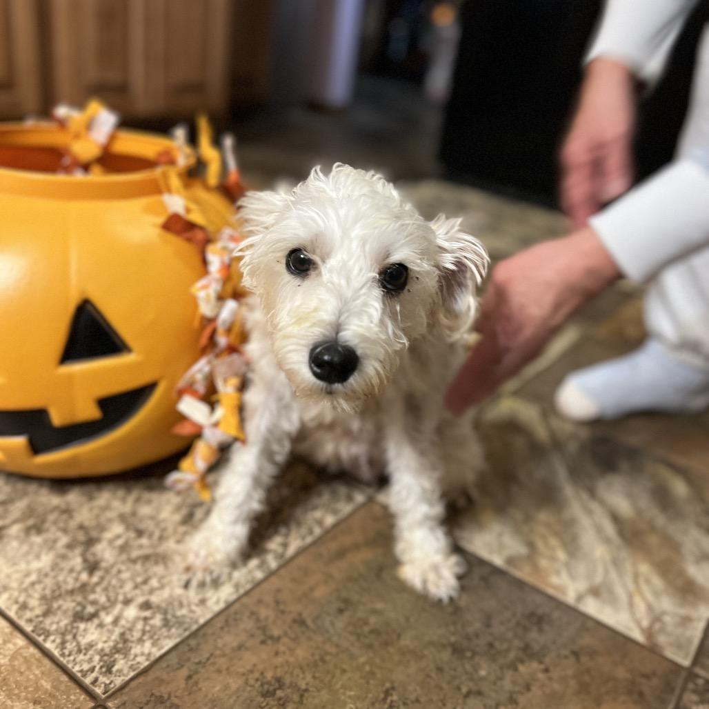 Enlarge Birdie, a Adoptable Miniature Schnauzer in Wadena, MN image 2/5