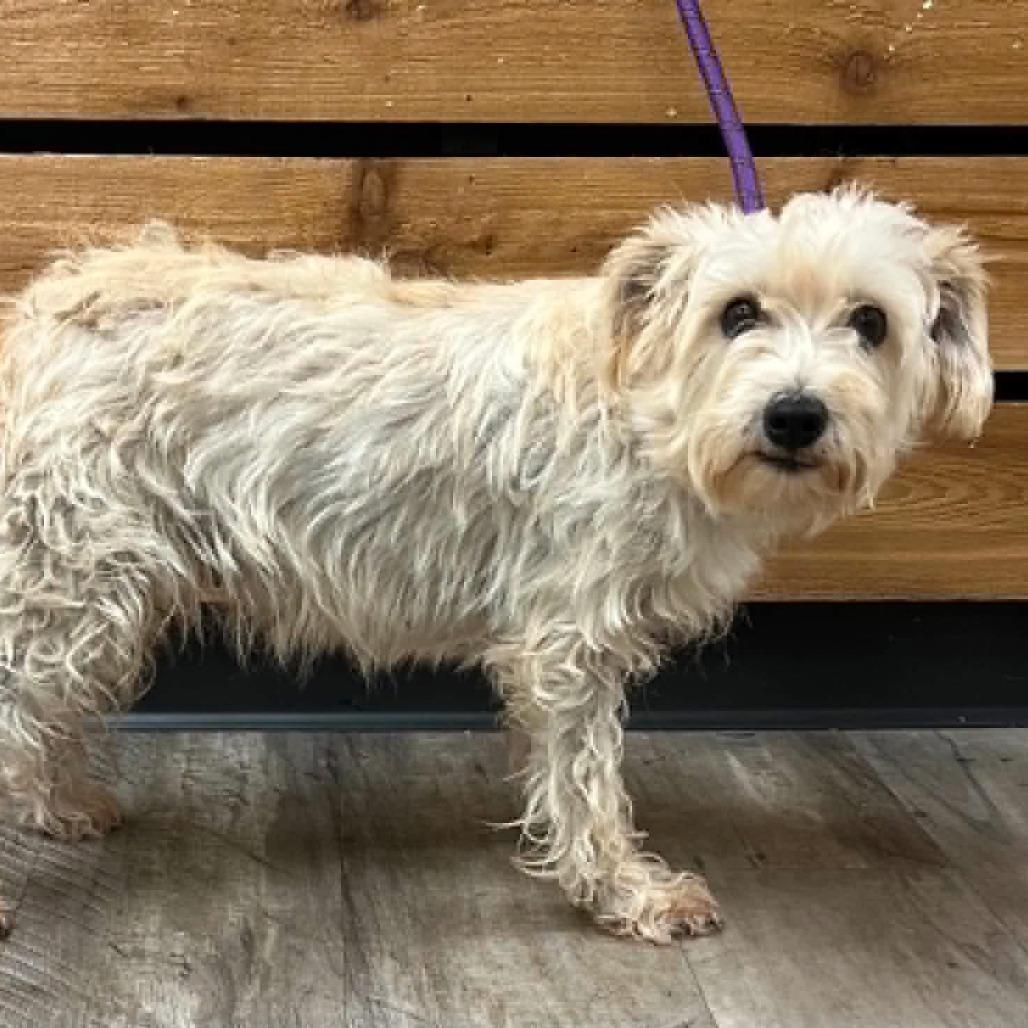 Enlarge Birdie, a Adoptable Miniature Schnauzer in Wadena, MN image 3/5