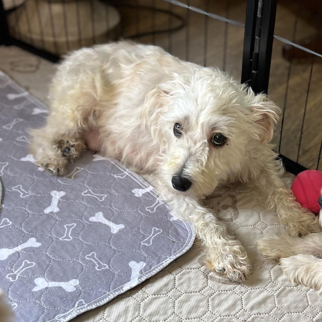 Enlarge Birdie, a Adoptable Miniature Schnauzer in Wadena, MN image 4/5