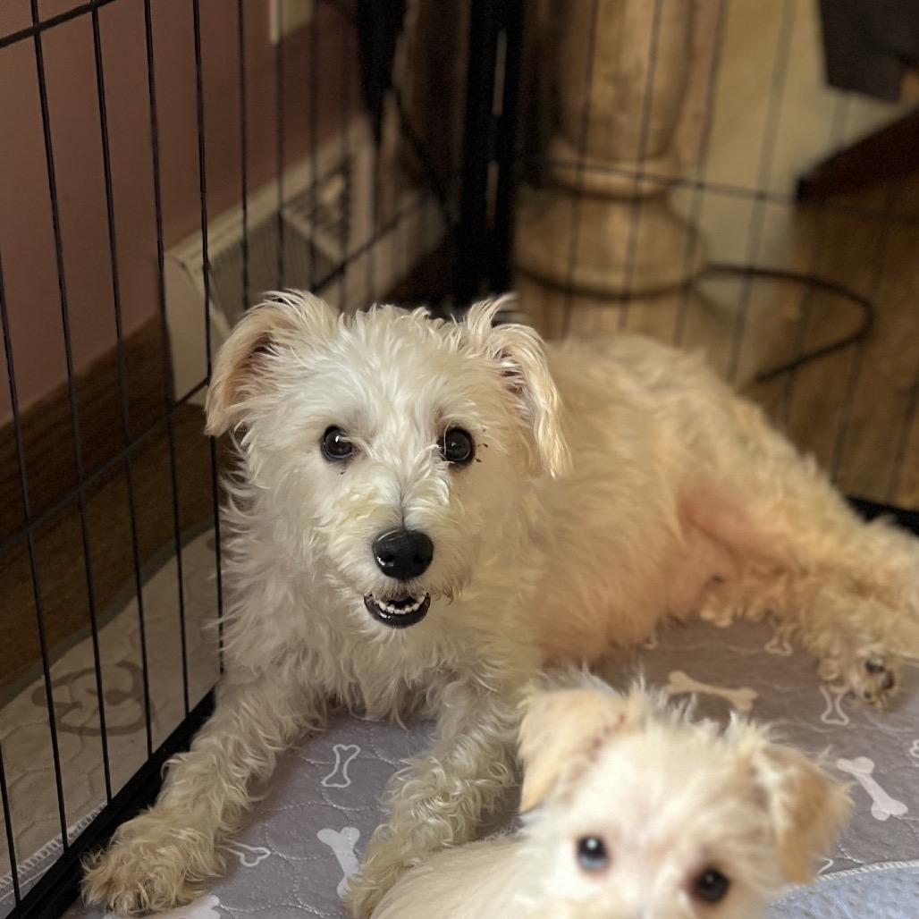 Enlarge Birdie, a Adoptable Miniature Schnauzer in Wadena, MN image 5/5