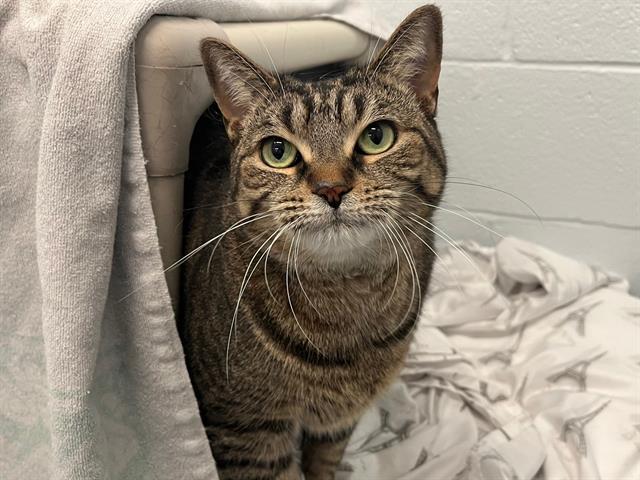 DAISY, Adoptable, Adult Female Domestic Short Hair.