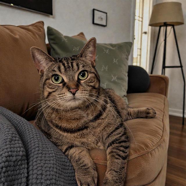 DAISY, Adoptable, Adult Female Domestic Short Hair.