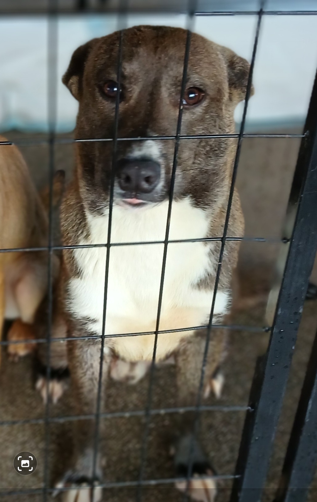 Bingo, a Adoptable mixed breed in Portland, OR image 1/6