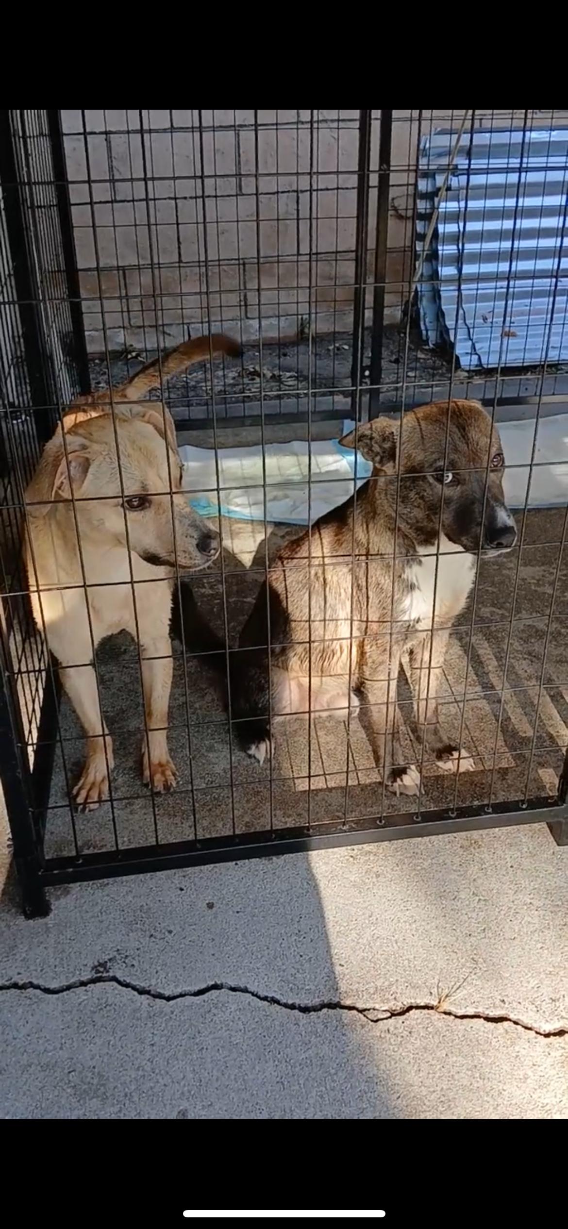 Bingo, a Adoptable mixed breed in Portland, OR image 2/6