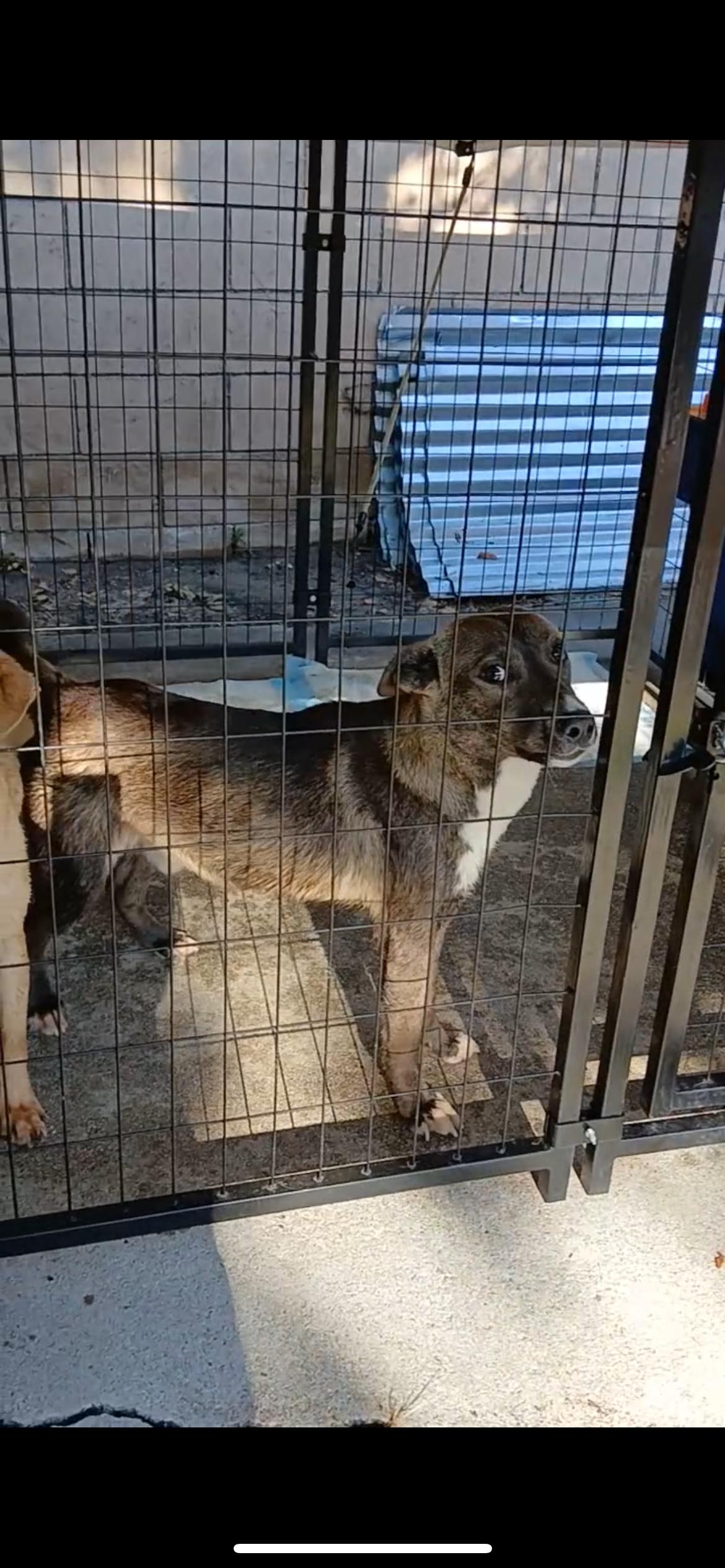 Bingo, a Adoptable mixed breed in Portland, OR image 3/6