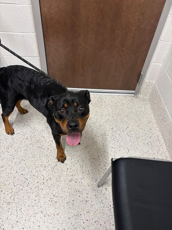 Enlarge Smidgeon, a Adoptable Rottweiler in Providence Forge, VA image 1/1