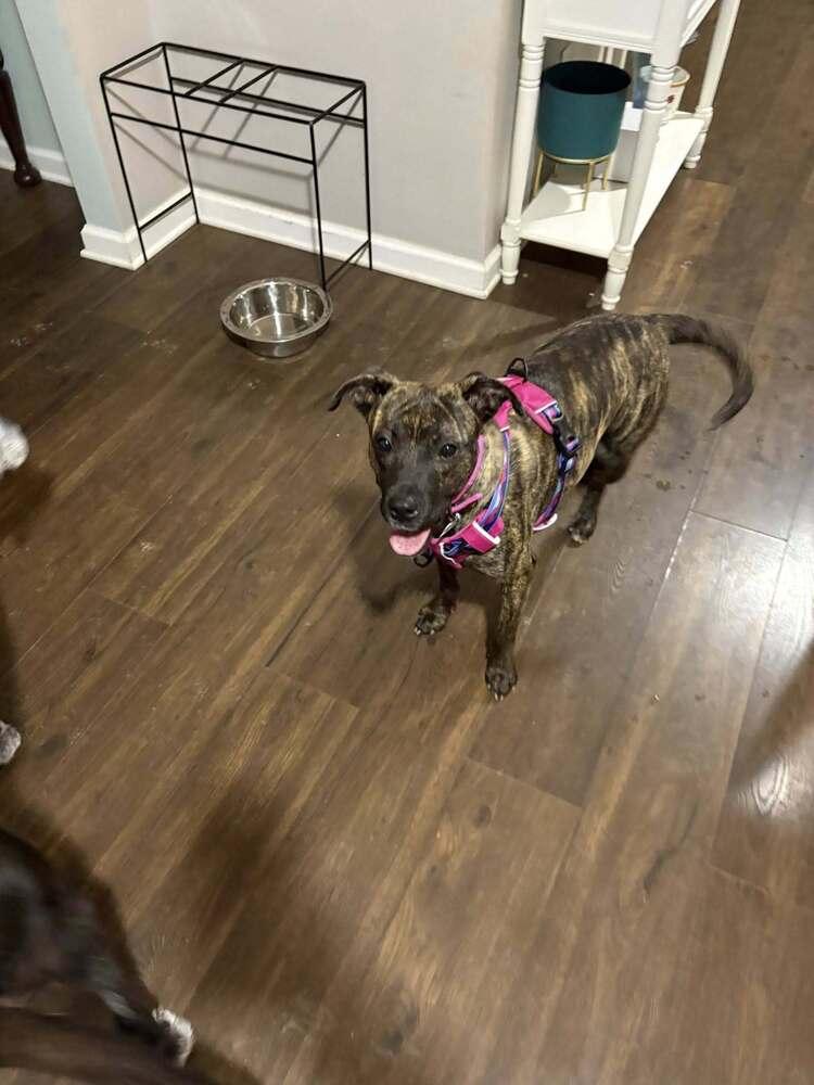 Fable, Adoptable, Young Female Plott Hound.