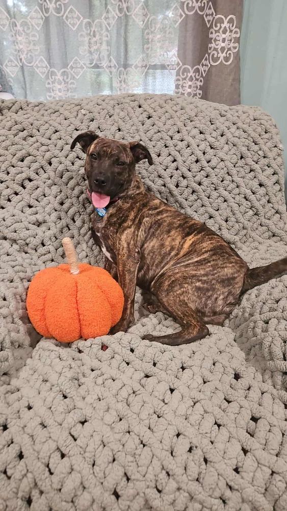 Fable, a Adoptable mixed breed in New Albany, OH image 2/3