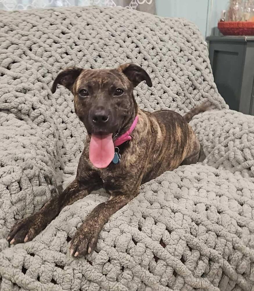 Fable, a Adoptable mixed breed in New Albany, OH image 3/3