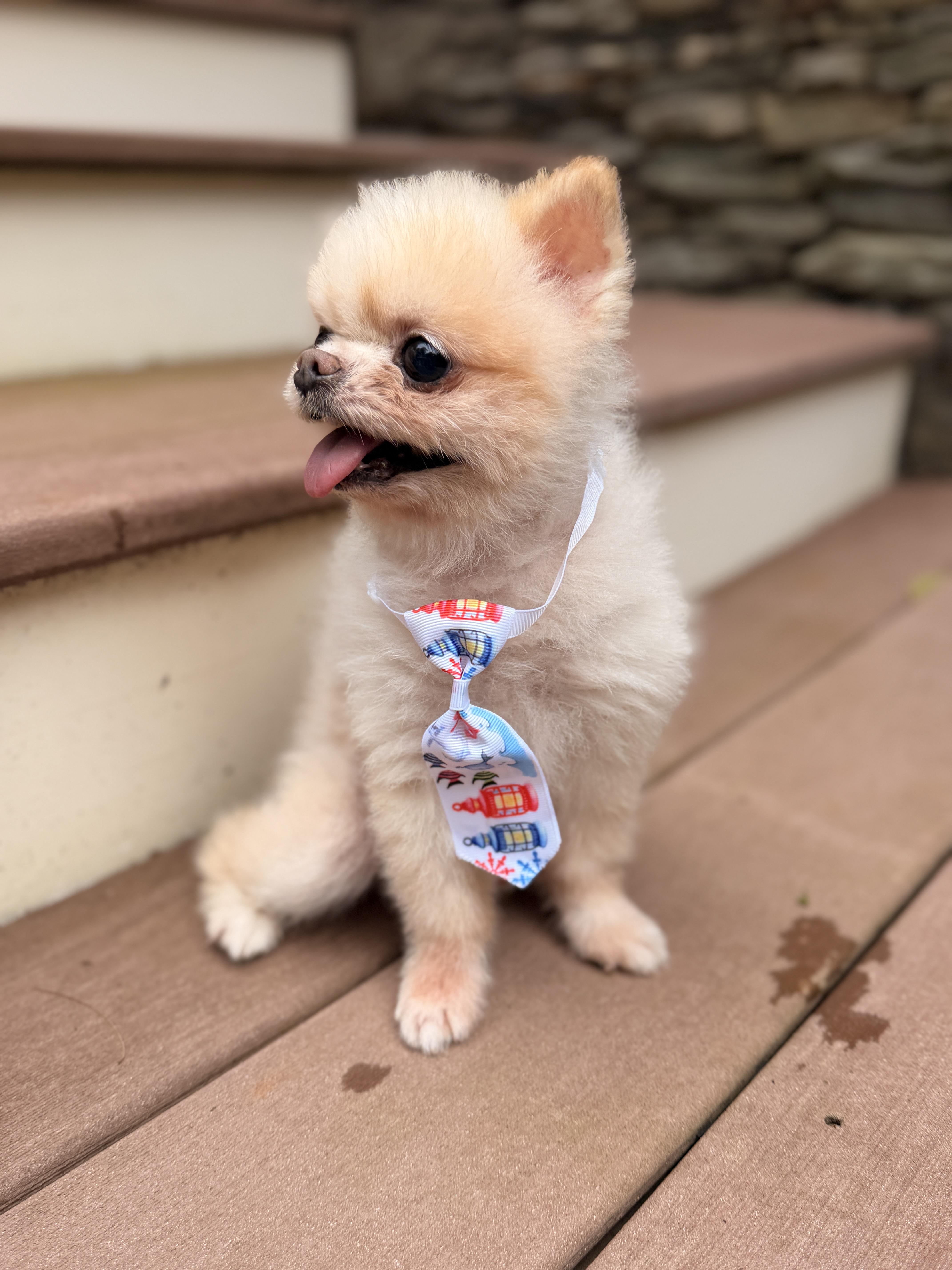 Enlarge Mr. Pip, a Adoptable Pomeranian in Thornwood, NY image 3/6