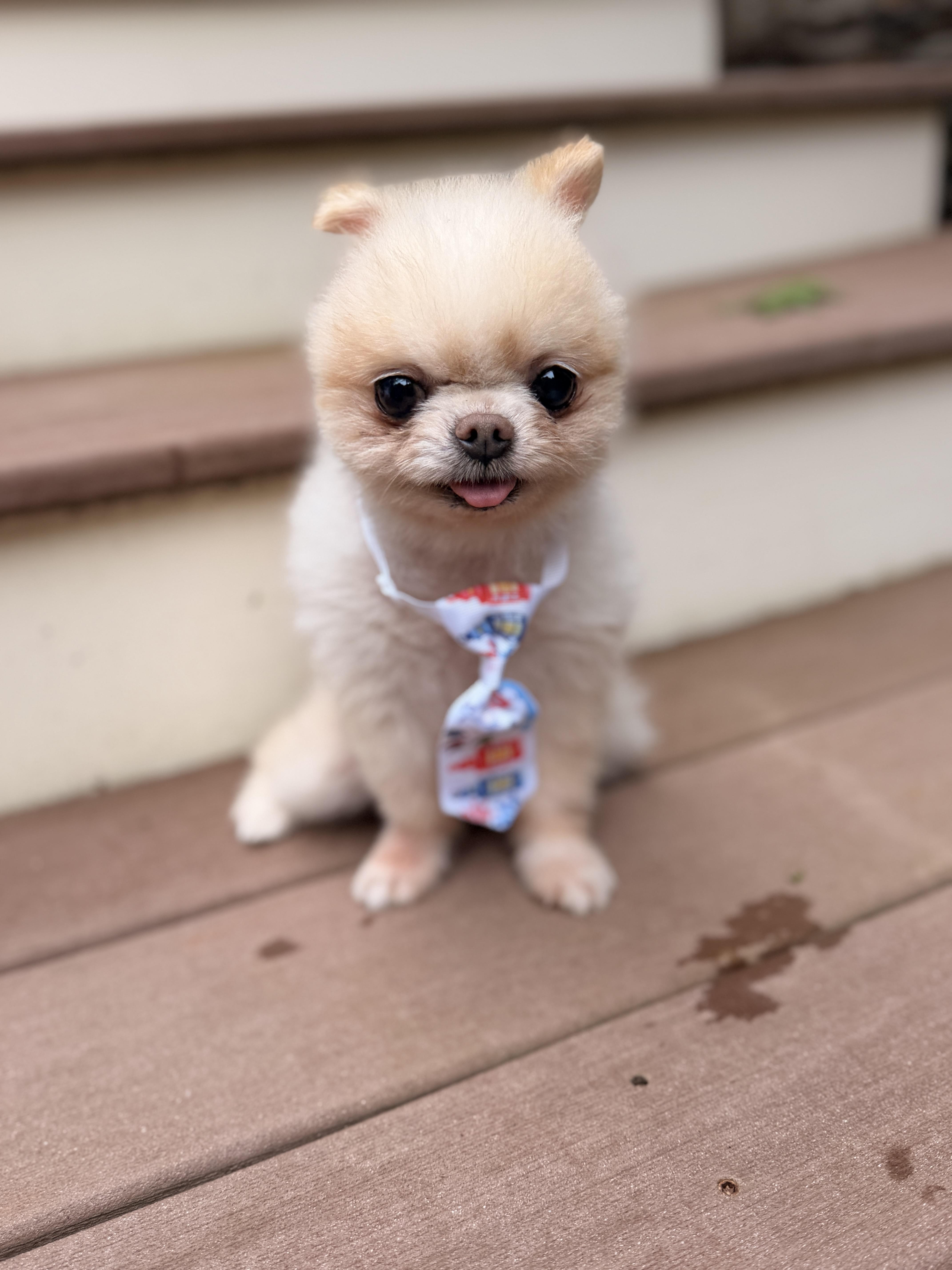 Enlarge Mr. Pip, a Adoptable Pomeranian in Thornwood, NY image 6/6