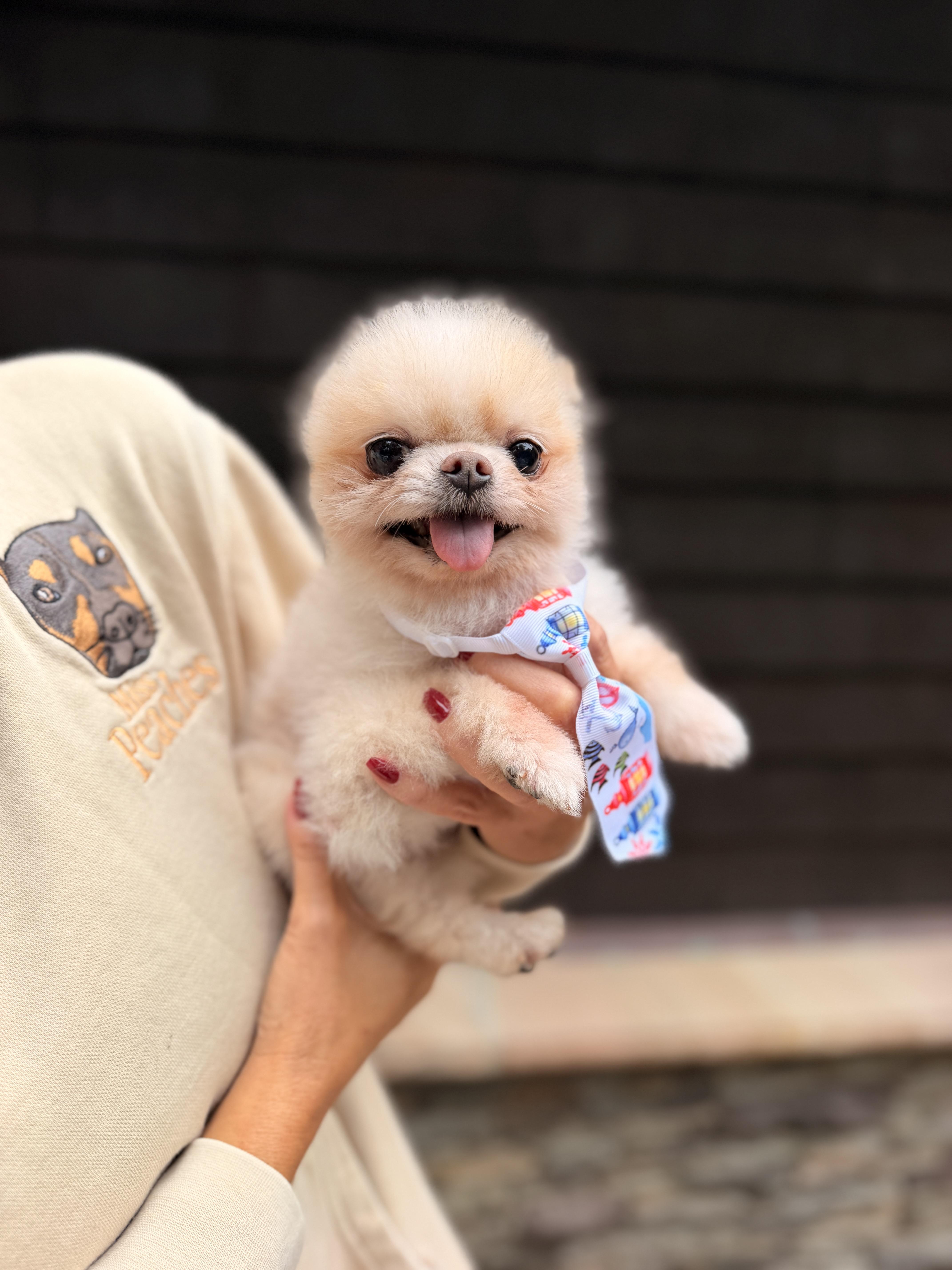 Mr. Pip, Adoptable, Adult Male Pomeranian.