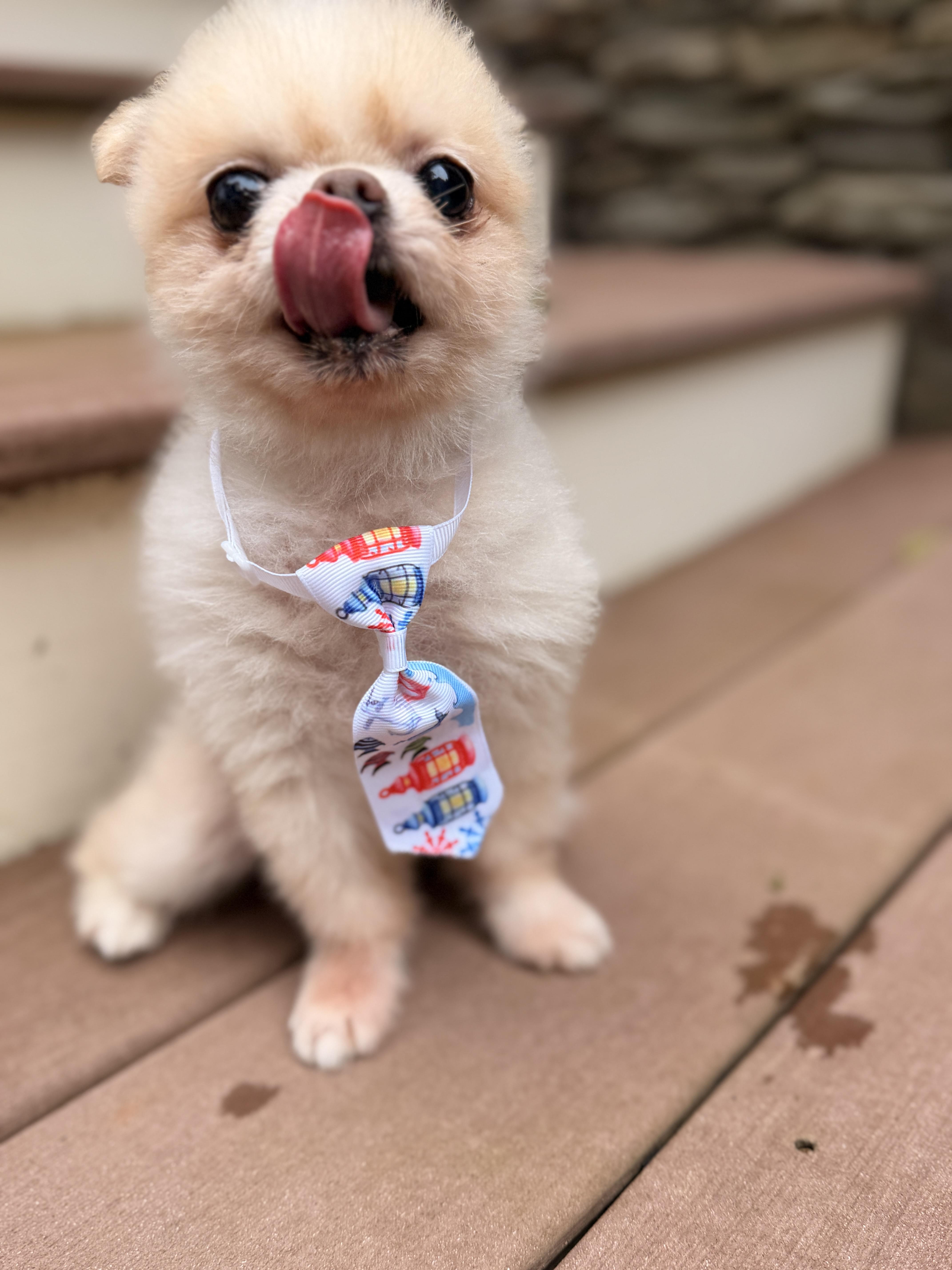 Enlarge Mr. Pip, a Adoptable Pomeranian in Thornwood, NY image 2/6