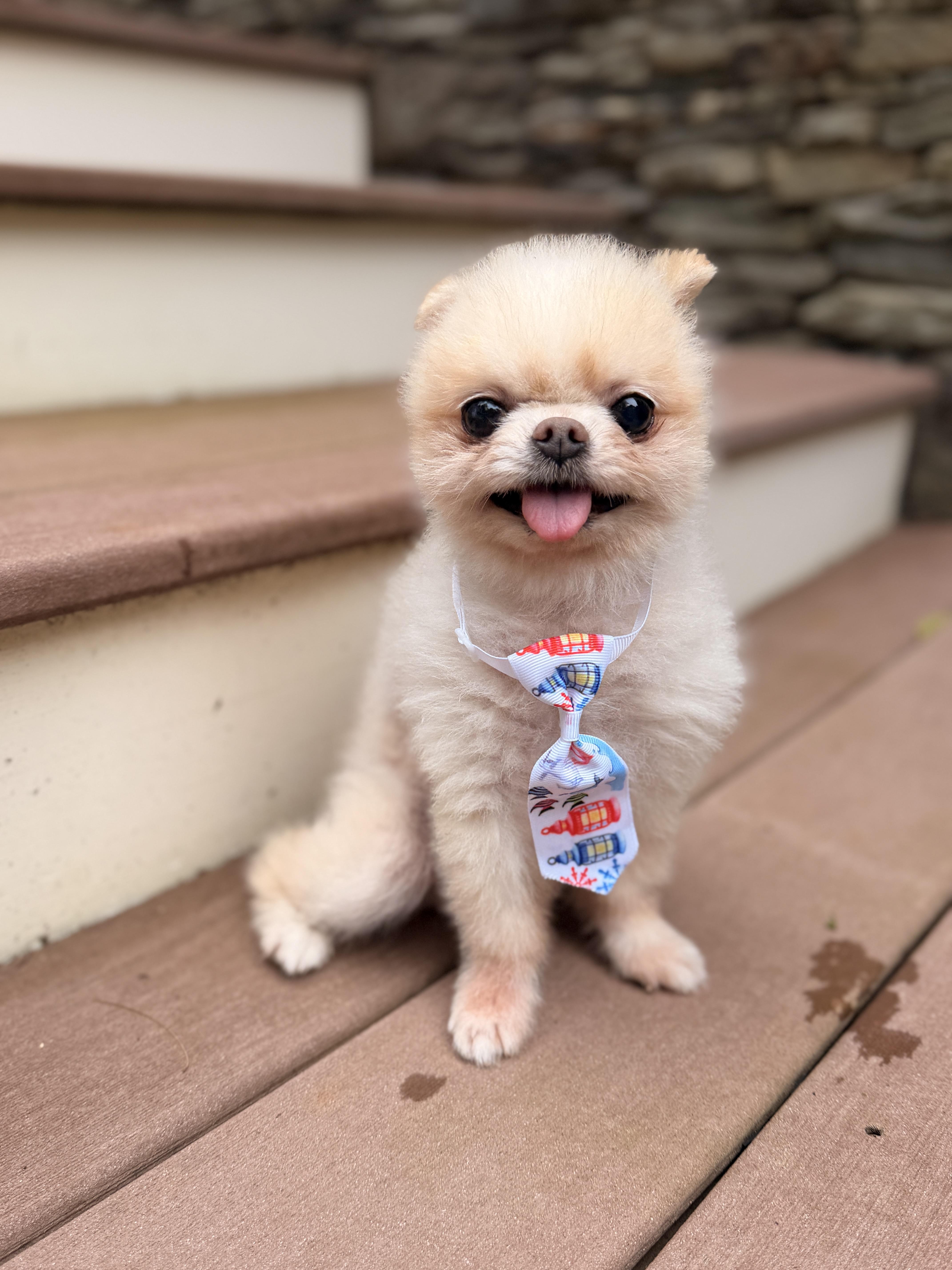Enlarge Mr. Pip, a Adoptable Pomeranian in Thornwood, NY image 4/6