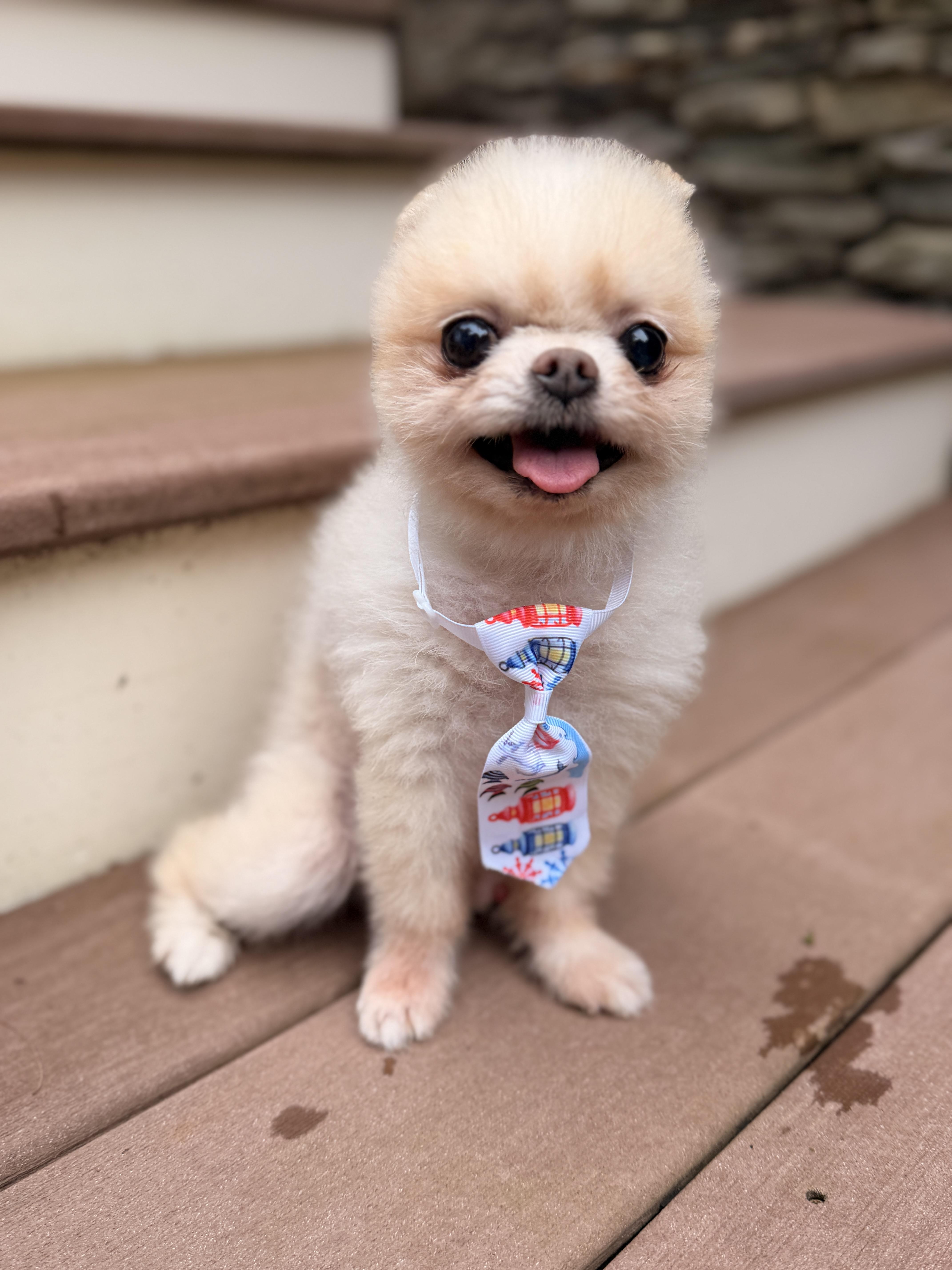 Enlarge Mr. Pip, a Adoptable Pomeranian in Thornwood, NY image 5/6