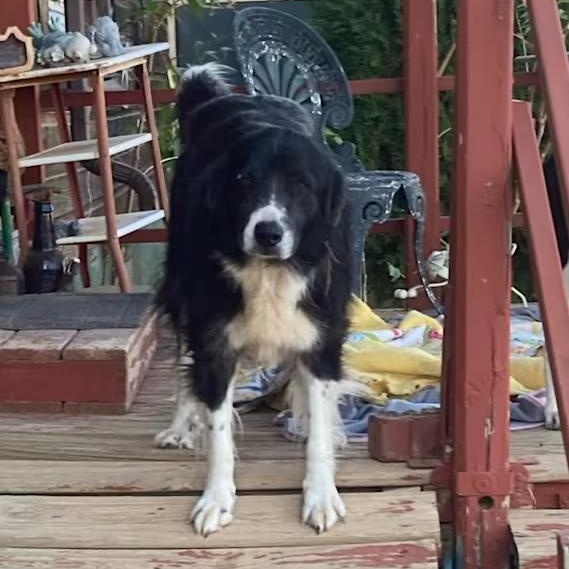 Shotsy, Adoptable, Adult Female Border Collie.