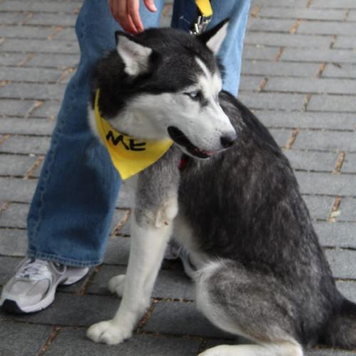 Buddy, Adoptable, Young Male Husky & Mixed Breed.