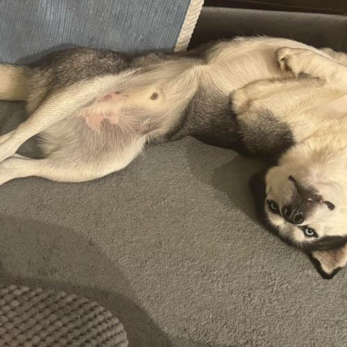 Buddy, Adoptable, Young Male Husky & Mixed Breed.