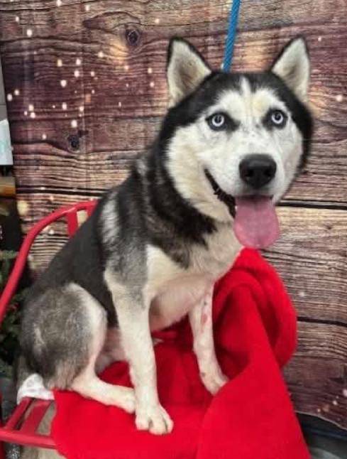 Enlarge Buddy, a Adoptable mixed breed in Washington DC, DC image 1/2