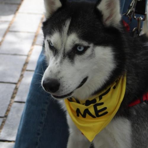 Enlarge Buddy, a Adoptable mixed breed in Washington DC, DC image 2/6