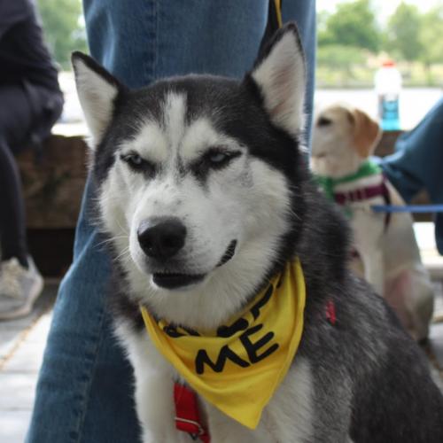 Enlarge Buddy, a Adoptable mixed breed in Washington DC, DC image 3/6