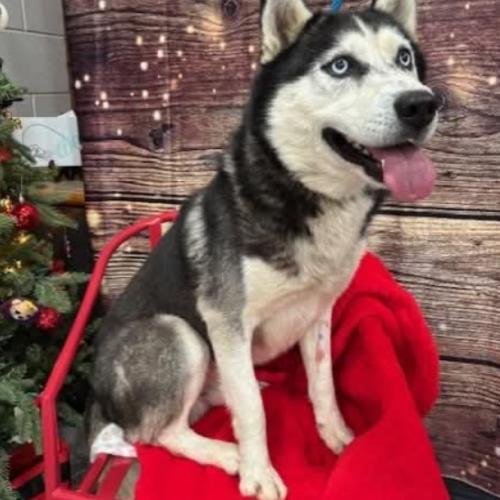 Buddy, Adoptable, Young Male Husky & Mixed Breed.