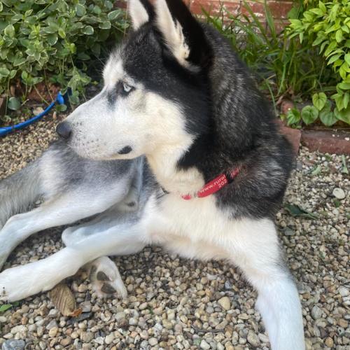 Buddy, a Adoptable mixed breed in Washington DC, DC image 2/5