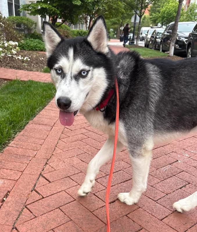 Enlarge Buddy, a Adoptable mixed breed in Washington DC, DC image 4/6