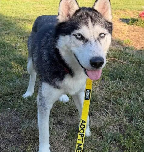 Buddy, a Adoptable mixed breed in Washington DC, DC image 3/5