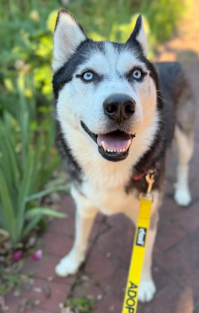 Enlarge Buddy, a Adoptable mixed breed in Washington DC, DC image 3/6