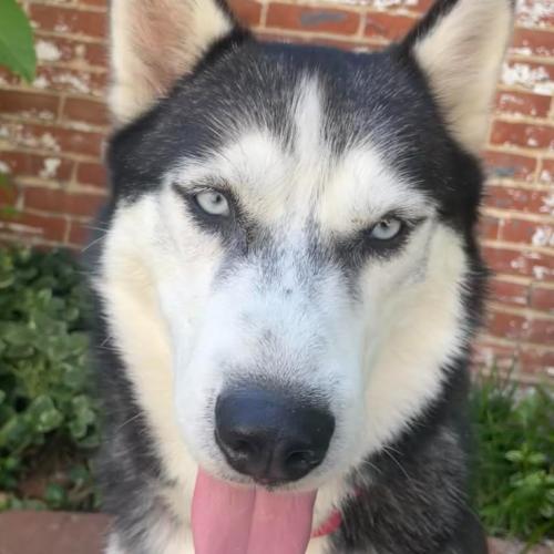 Buddy, a Adoptable mixed breed in Washington DC, DC image 4/5