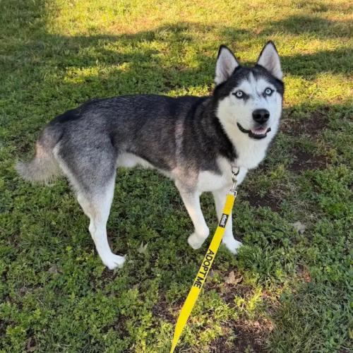 Buddy, a Adoptable mixed breed in Washington DC, DC image 5/5