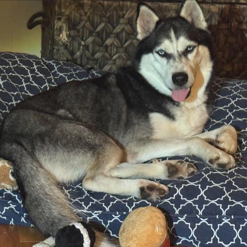 Enlarge Buddy, a Adoptable mixed breed in Washington DC, DC image 5/6