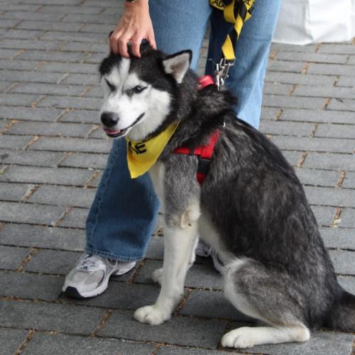 Enlarge Buddy, a Adoptable mixed breed in Washington DC, DC image 5/6