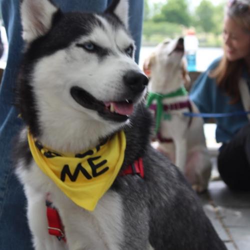 Enlarge Buddy, a Adoptable mixed breed in Washington DC, DC image 6/6