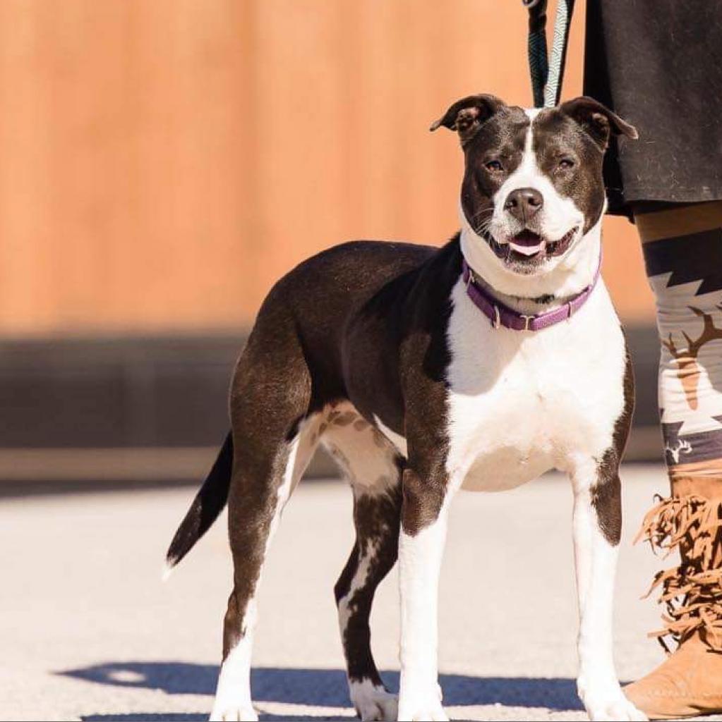 Electra — thumbnail 7