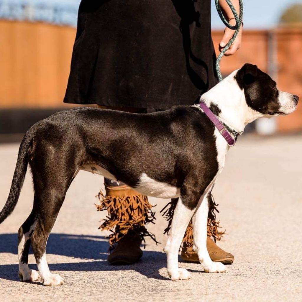 Electra — thumbnail 8